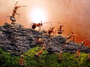 Đàn kiến và bức tường