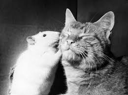 Tình bạn giữa chuột và mèo